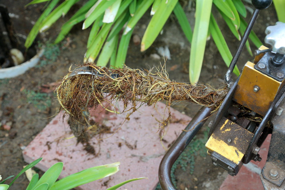 roots on auger from local drain clog from root intrusion