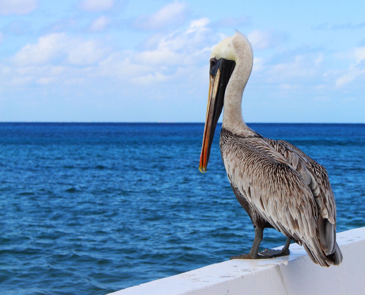 white and brown pelican sitting on seawall next to water